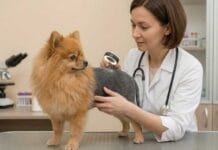 Veterinar pregledava pomeranca s alopecijom X pomoću povećala u veterinarskoj ambulanti.