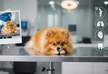 Bolesti pomeranca -Narančasti pomeranac na veterinarskom stolu s grafičkim prikazom kostiju, pluća, srca i zubi.