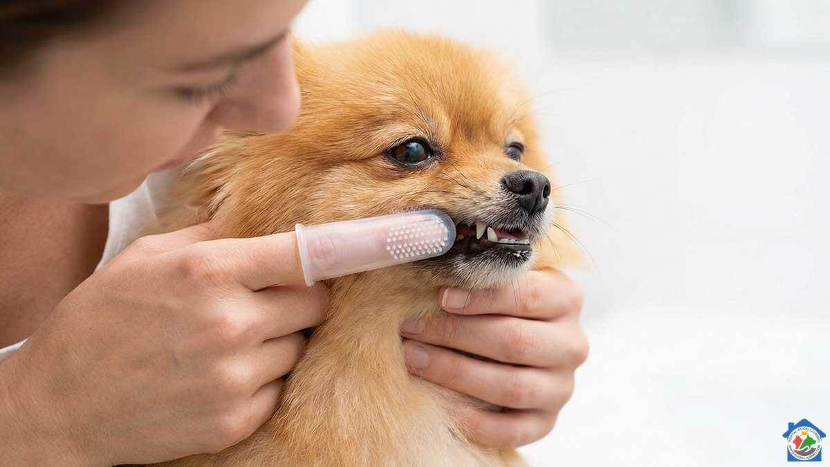 Vlasnik pere zube pomerancu silikonskom četkicom za prst radi uklanjanja plaka.