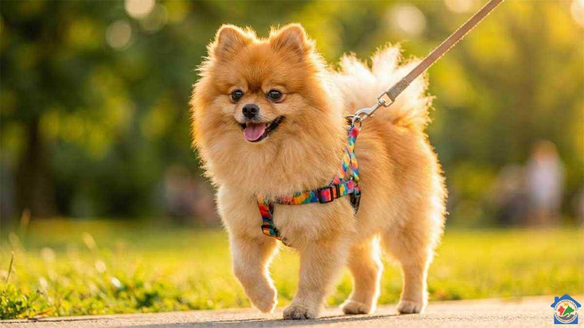 Sretan pomeranac šeta u parku noseći sigurnosnu oprsnicu umjesto ogrlice.