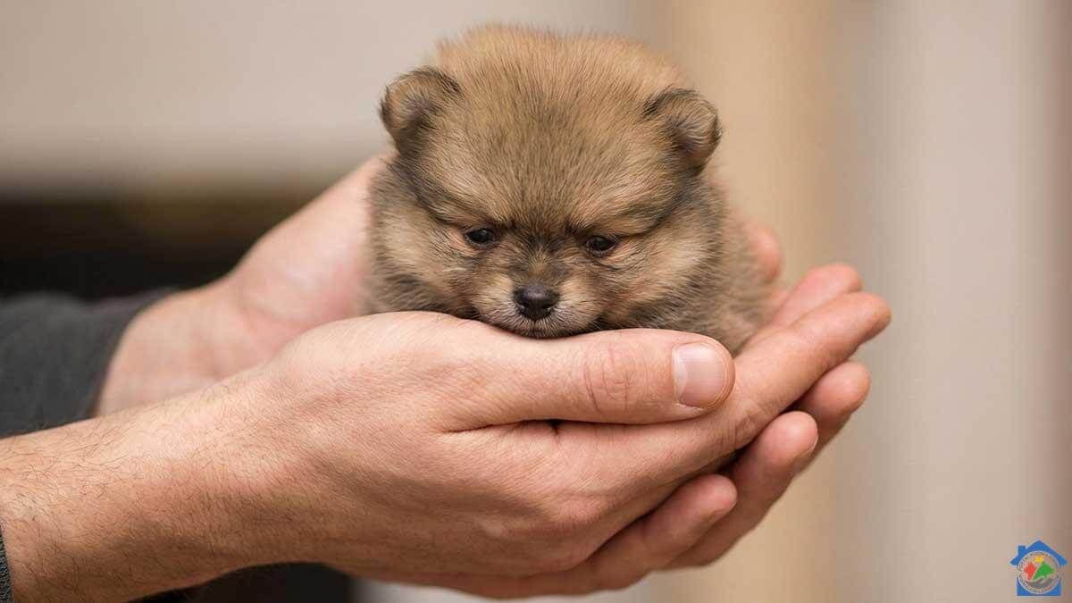 Maleno štene pomeranca u ljudskim dlanovima, prikazuje osjetljivost mini i teacup veličine.